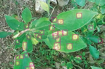 Bounding Boxes for Pest & Disease Detection